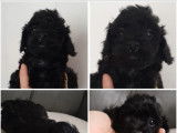 Dernier chiot Caniche Toy noir