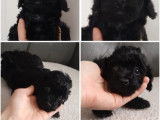 Dernier chiot Caniche Toy noir