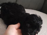 Dernier chiot Caniche Toy noir