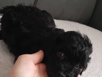Dernier chiot Caniche Toy noir