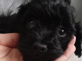 Dernier chiot Caniche Toy noir