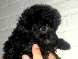 Dernier chiot Caniche Toy noir