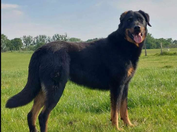 À accueillir : chien Beauceron de 4 ans