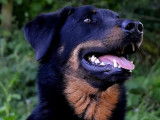 À accueillir : chien Beauceron de 4 ans