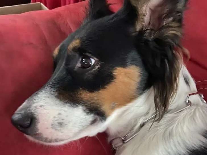 En quête d'un foyer : chienne âgée de 2 ans