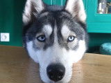 Adoption disponible : chienne Husky Sibérienne grise et blanche