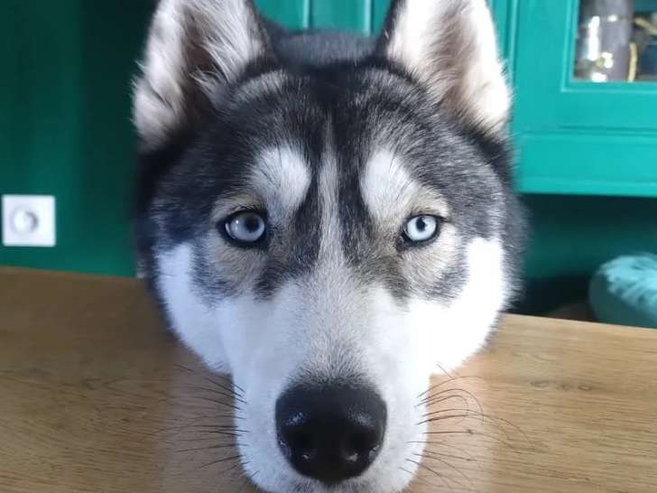 Adoption disponible : chienne Husky Sibérienne grise et blanche