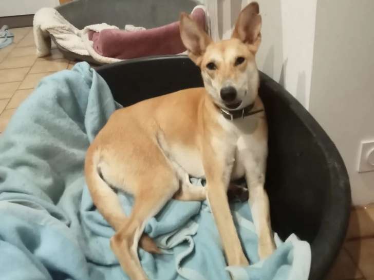 À la recherche d'un foyer : chienne Saluki de 3 ans