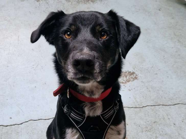 Chien noir et blanc à adopter