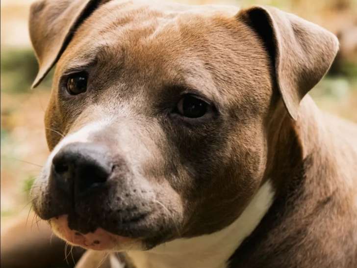 Chienne Staffordshire Américain Terrier de 5 ans disponible à l'adoption