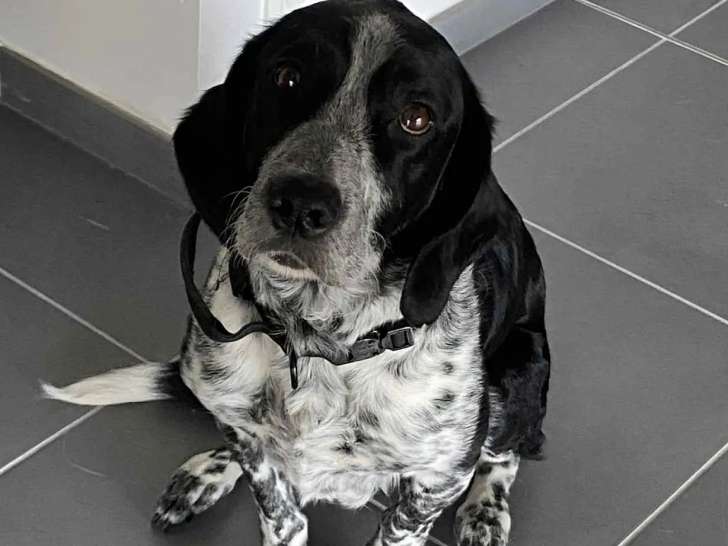 Chien âgé de 5 ans en attente d'adoption