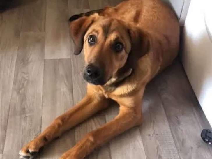 Chien Berger Malinois fauve prêt pour l’adoption