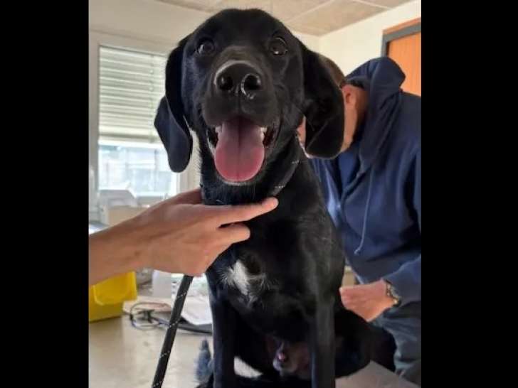 Chiot mâle Labrador de 8 mois en attente d'un foyer