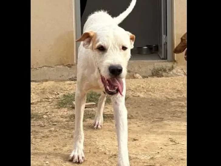 Chien Griffon marron et blanc à accueillir
