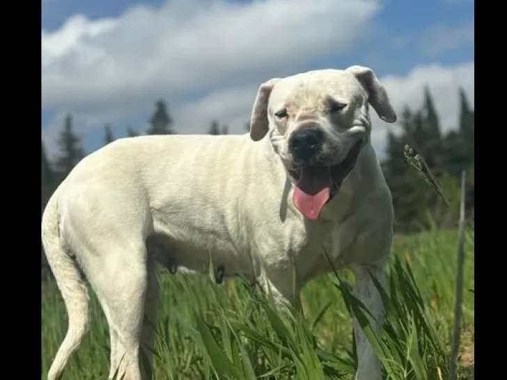 Chienne Dogue de 7 ans en quête d'une famille