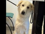 Adoption disponible : chienne de Montagne des Pyrénées blanche