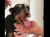 Chienne Jagd Terrier noire et feu à la recherche d’un foyer