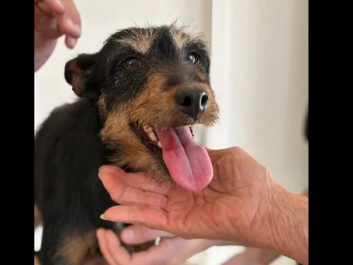 Chienne Jagd Terrier noire et feu à la recherche d’un foyer