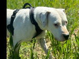 Disponible à l'adoption, chienne Dogue Argentin de 4 ans