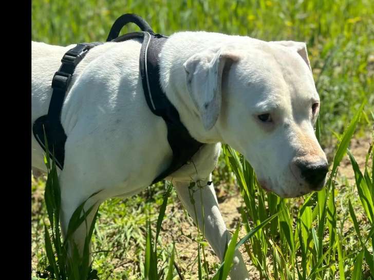 Disponible à l'adoption, chienne Dogue Argentin de 4 ans