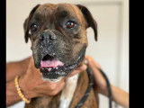 En attente d'adoption, chienne Boxer bringée