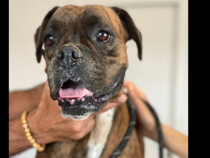 En attente d'adoption, chienne Boxer bringée