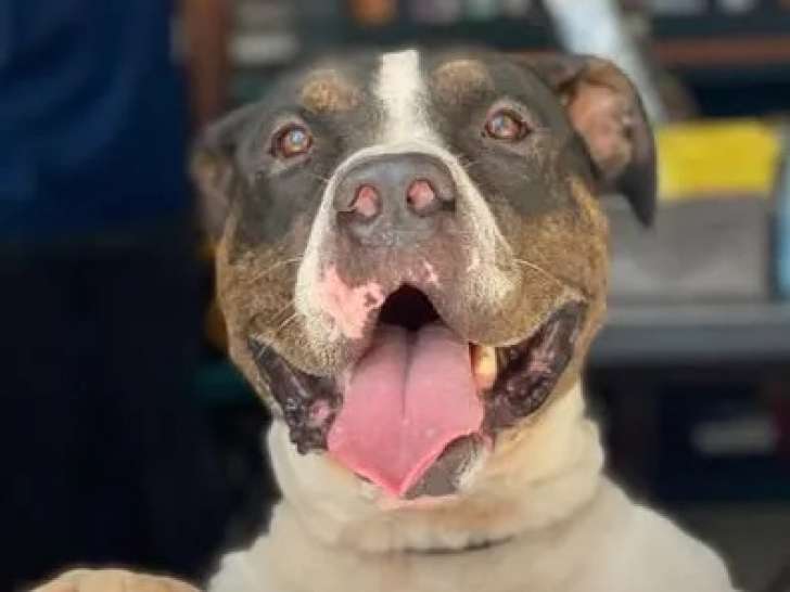 Prêt pour l’adoption, chien American Bully tricolore