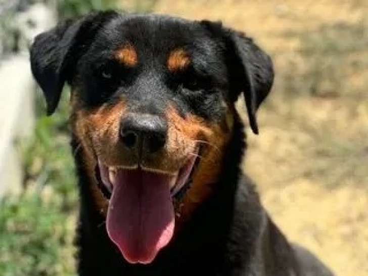 En attente d'un foyer, chienne Rottweiler noire et feu