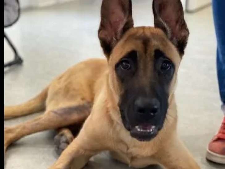 À accueillir, chiot mâle Berger Malinois fauve