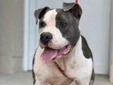 En quête d'un foyer, chien Staffordshire Américain Terrier gris et blanc