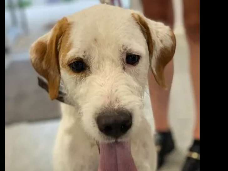 Adoption disponible : chien Griffon marron et blanc