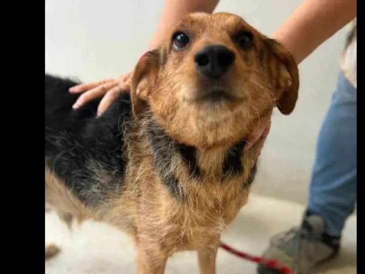 À la recherche d’un foyer, chien fauve charbonné