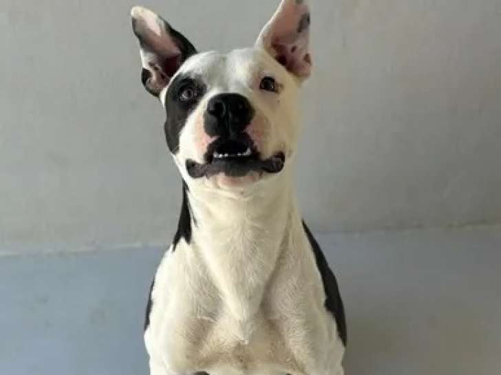 À adopter : chien Dogue noir et blanc