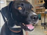 Disponible à l'adoption : chien Labrador de 3 ans