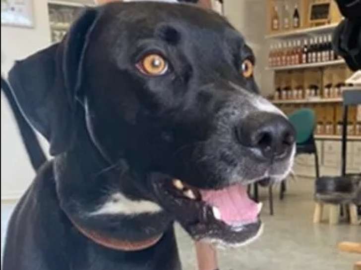 Disponible à l'adoption : chien Labrador de 3 ans