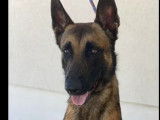 En attente d'adoption : chien Berger Malinois fauve charbonné