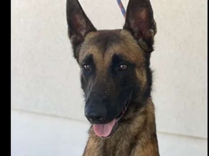 En attente d'adoption : chien Berger Malinois fauve charbonné