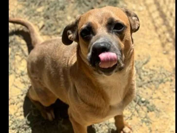 Prête pour l'adoption : chienne Berger Malinois de couleur fauve