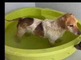 À accueillir : chien marron et blanc de 9 ans