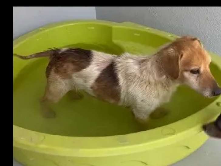À accueillir : chien marron et blanc de 9 ans