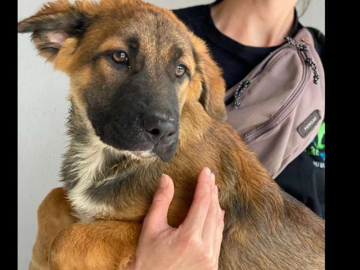 En quête d'une famille : chiot mâle de 9 mois