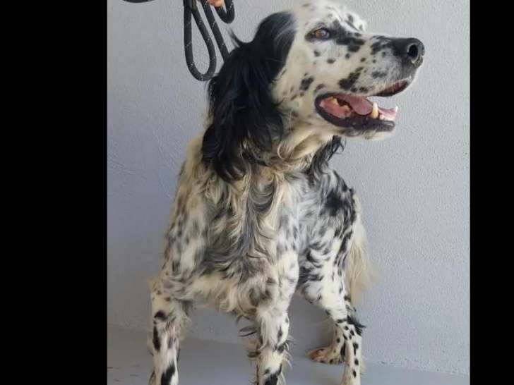 Adoption disponible : chien Setter Anglais noir et blanc