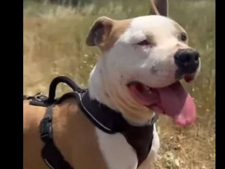 À la recherche d’un foyer : chien Bull Terrier de 4 ans