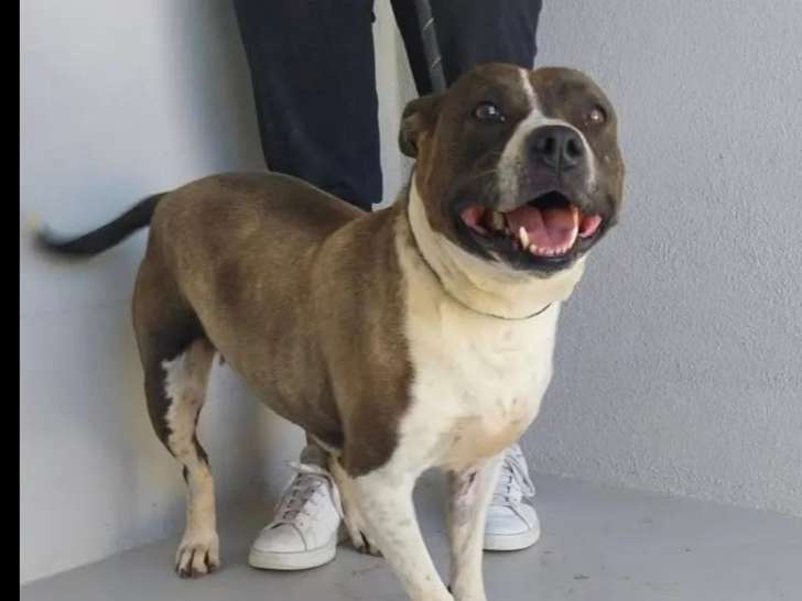 Chienne de 8 ans à adopter