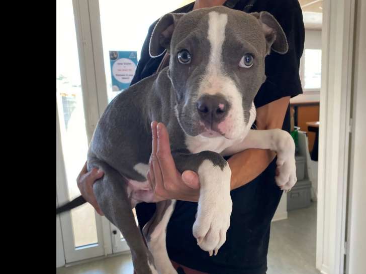 Chiot mâle gris et blanc disponible à l'adoption