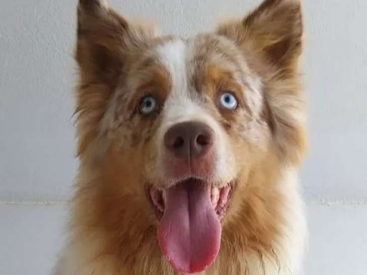 Chien Border Collie de 3 ans en attente d'adoption
