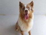 Chien Border Collie de 3 ans en attente d'adoption