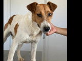 Chien Parson Terrier de 4 ans prêt pour l’adoption