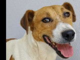 Chien Parson Terrier de 4 ans prêt pour l’adoption