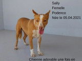 Chienne Podenco marron et blanc en attente d’une famille